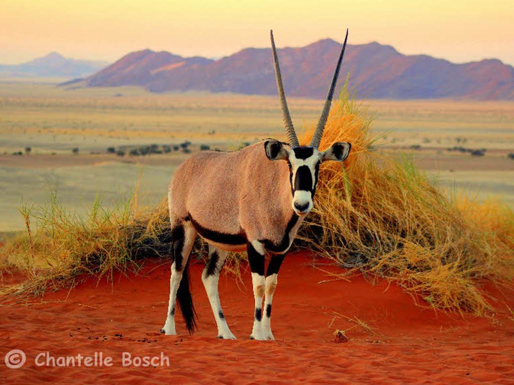 Gondwana Namib Desert Lodge Solitaire Exteriér fotografie